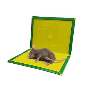 Rat Gum Boards - Small (7.5 X 5 Inch)